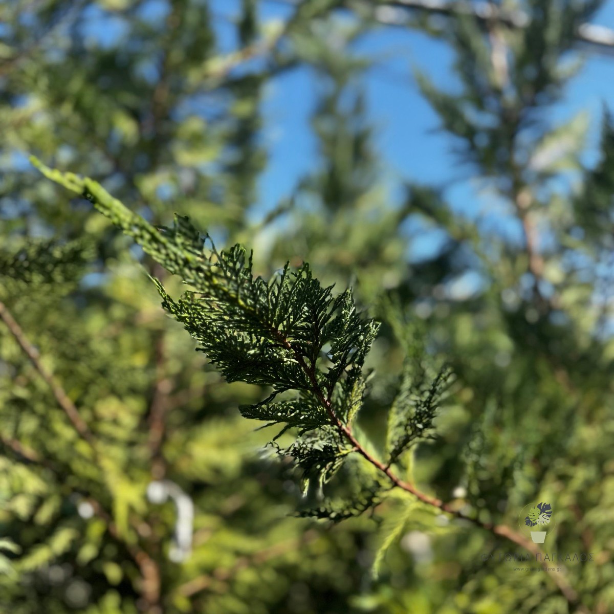 Λέιλαντ (× Cuprocyparis leylandii) | Ταχείας Ανάπτυξης Αειθαλής Φράχτης - 2
